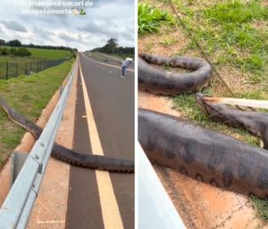 seripiente anaconda brasil carre