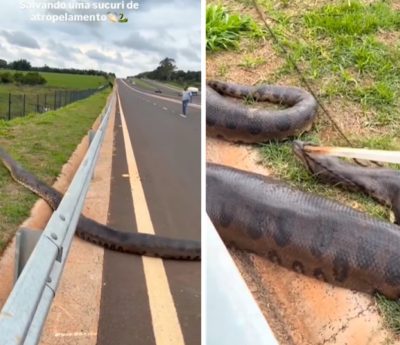 seripiente anaconda brasil carre