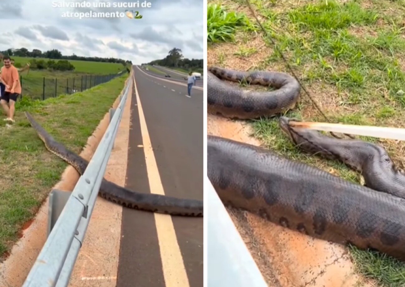 seripiente anaconda brasil carre