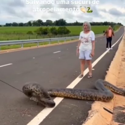 Terror en plena carretera: esta anaconda de más de cinco metros de largo bloquea el paso, pero lo alucinante es lo que hacen los conductores