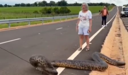 serpiente anaconda en la carretera
