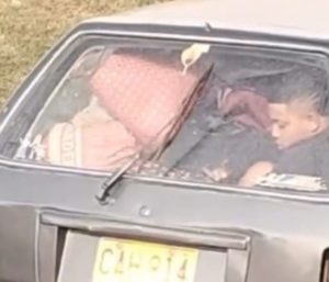 Coche mudanza mascota