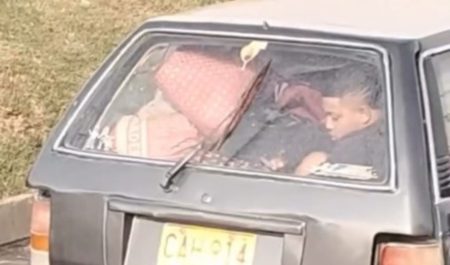 Coche mudanza mascota