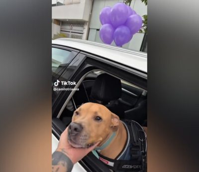 Perro coche enfermedad