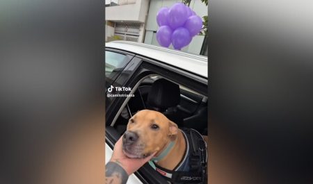 Perro coche enfermedad