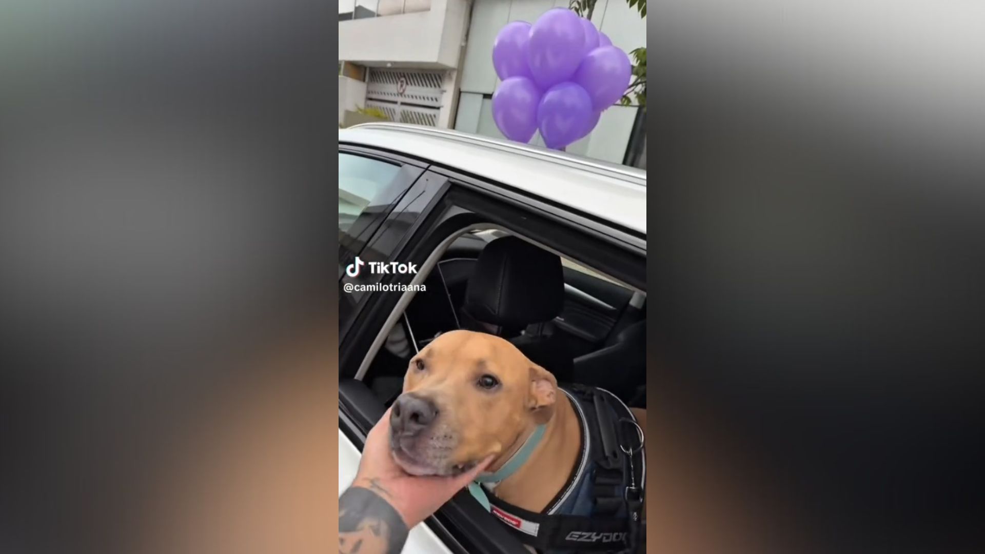 Perro coche enfermedad