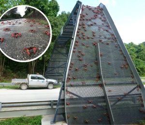 cangrejos rojo carretera