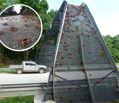 cangrejos rojo carretera