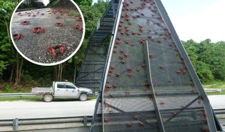 cangrejos rojo carretera