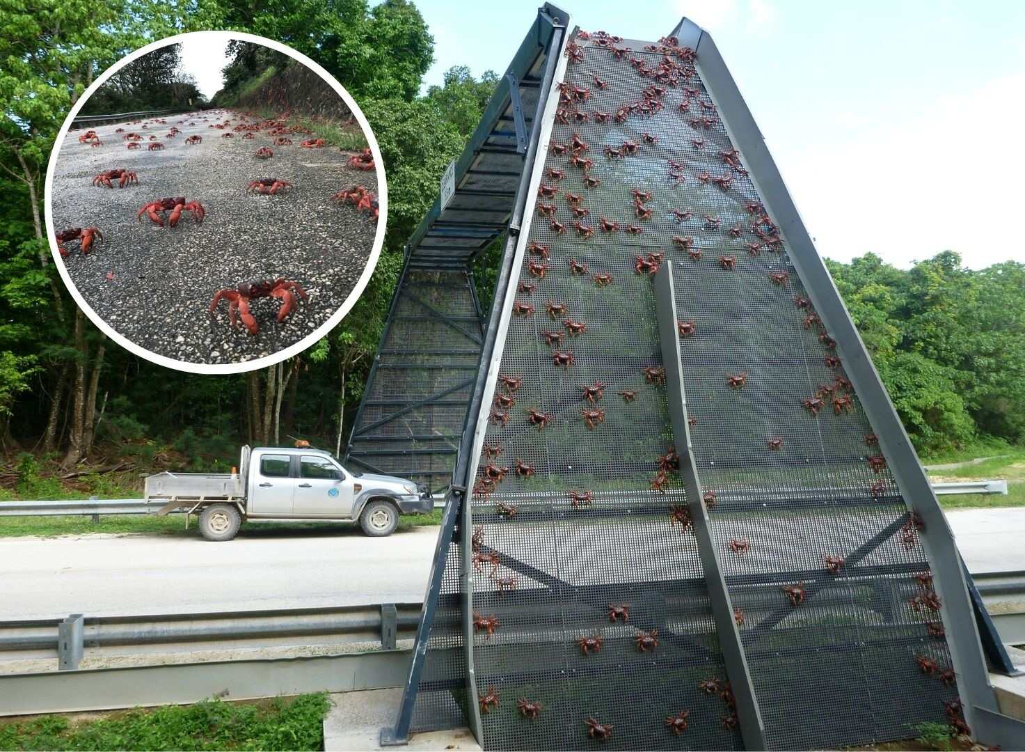 cangrejos rojo carretera