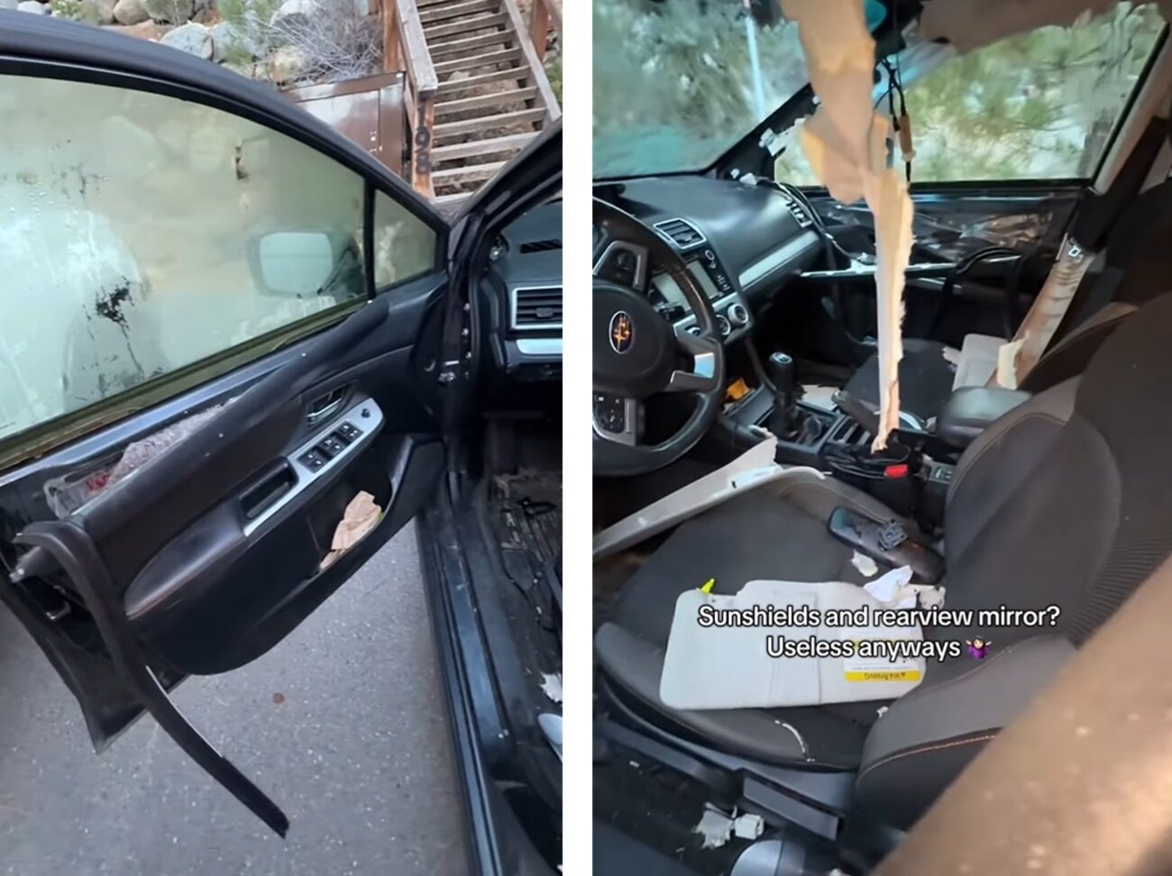 oso dentro del coche viral