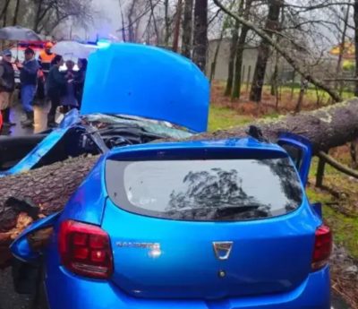 Joven árbol Galicia