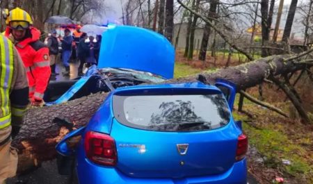 Joven árbol Galicia