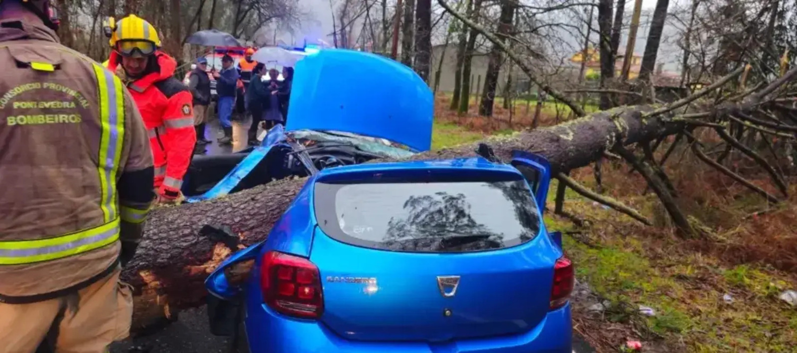 Joven árbol Galicia