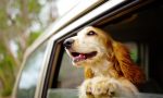 El gran dilema al viajar con tu perro: dónde puede ir realmente dentro del coche