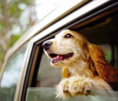 El gran dilema al viajar con tu perro: dónde puede ir realmente dentro del coche