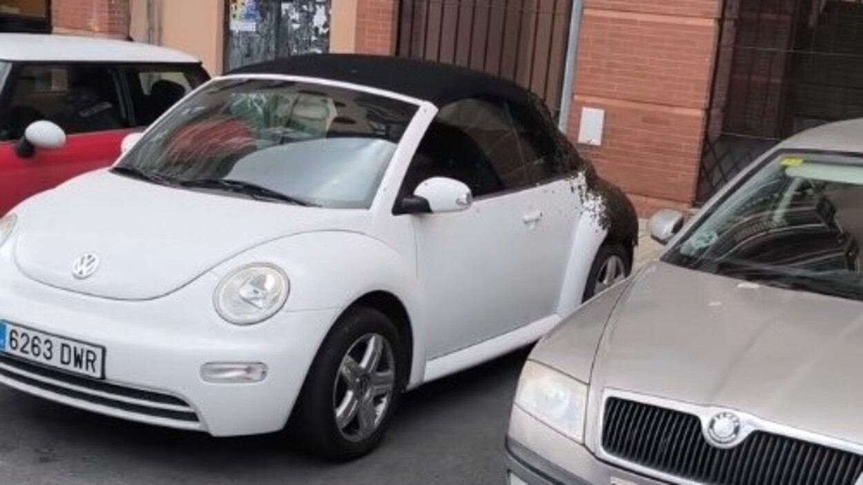 Abejas Beetle