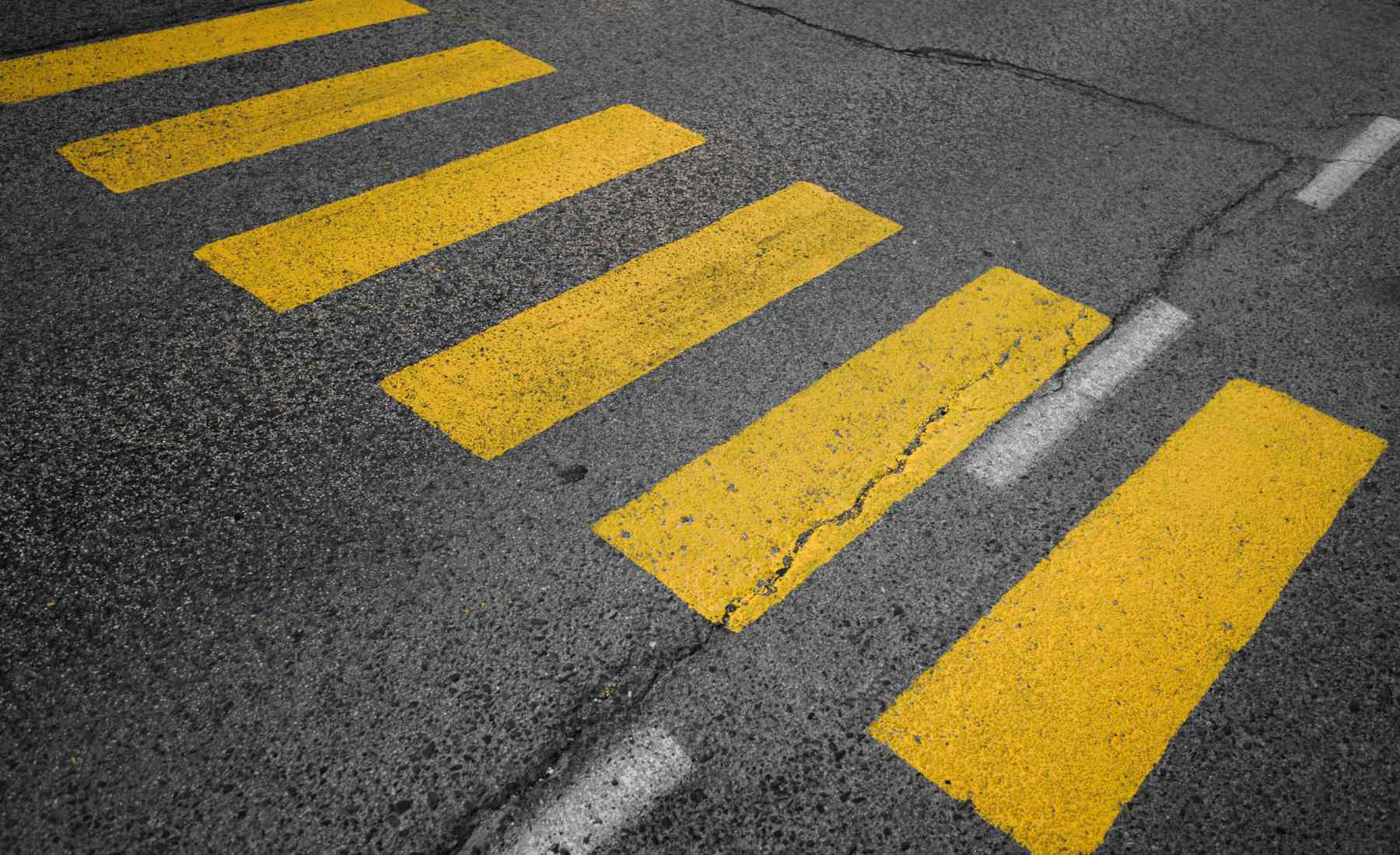 Cebra cruzando las líneas amarillas