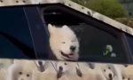 Si tienes mascota, este coche es el coche de tus sueños: se ha viralizado por todo el mundo y todos quieren tenerlo