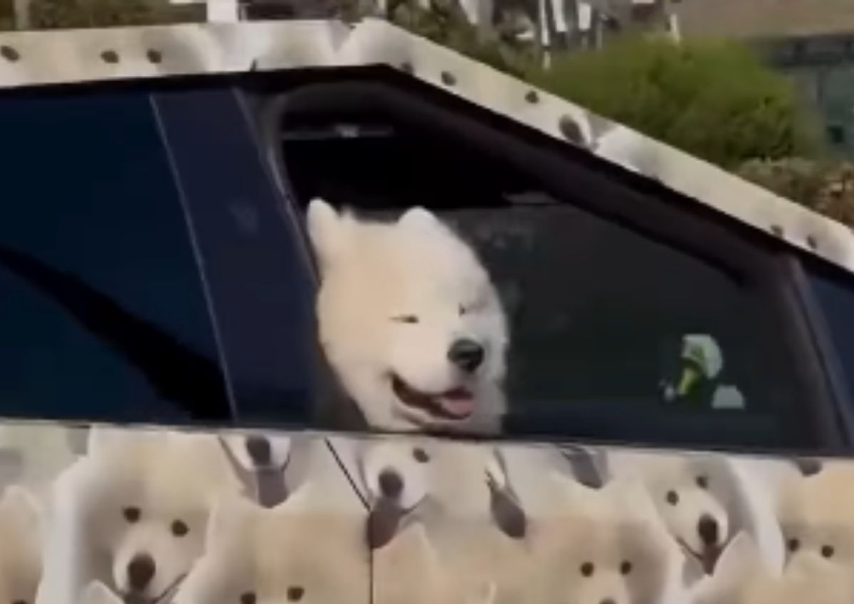 Perro Cybertruck