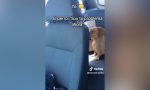 Se subió a su coche y notó que no estaba sola: la sorpresa que encontró en el asiento trasero le cambió el día