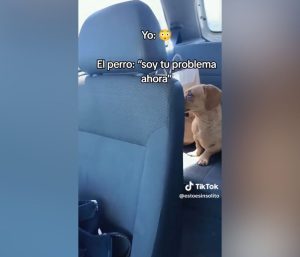 Perro coche sorpresa