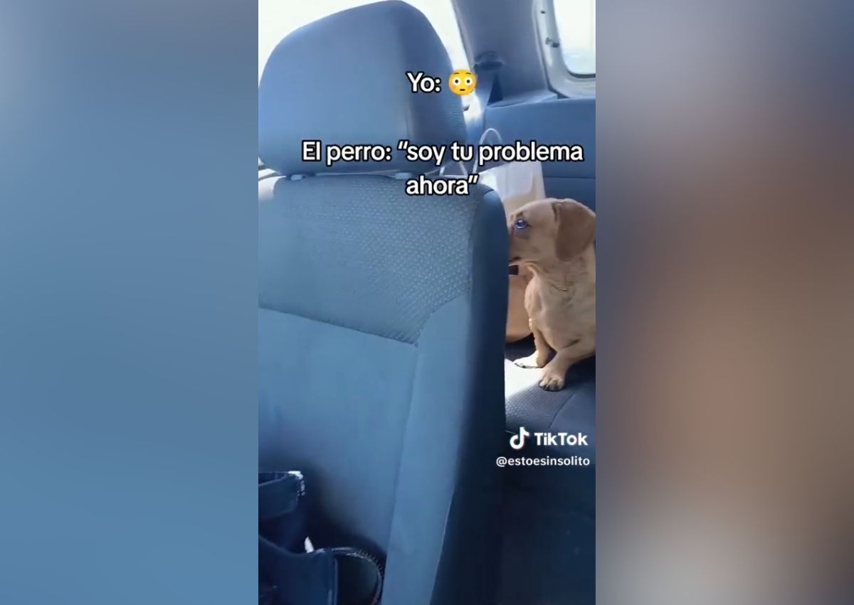 Perro coche sorpresa