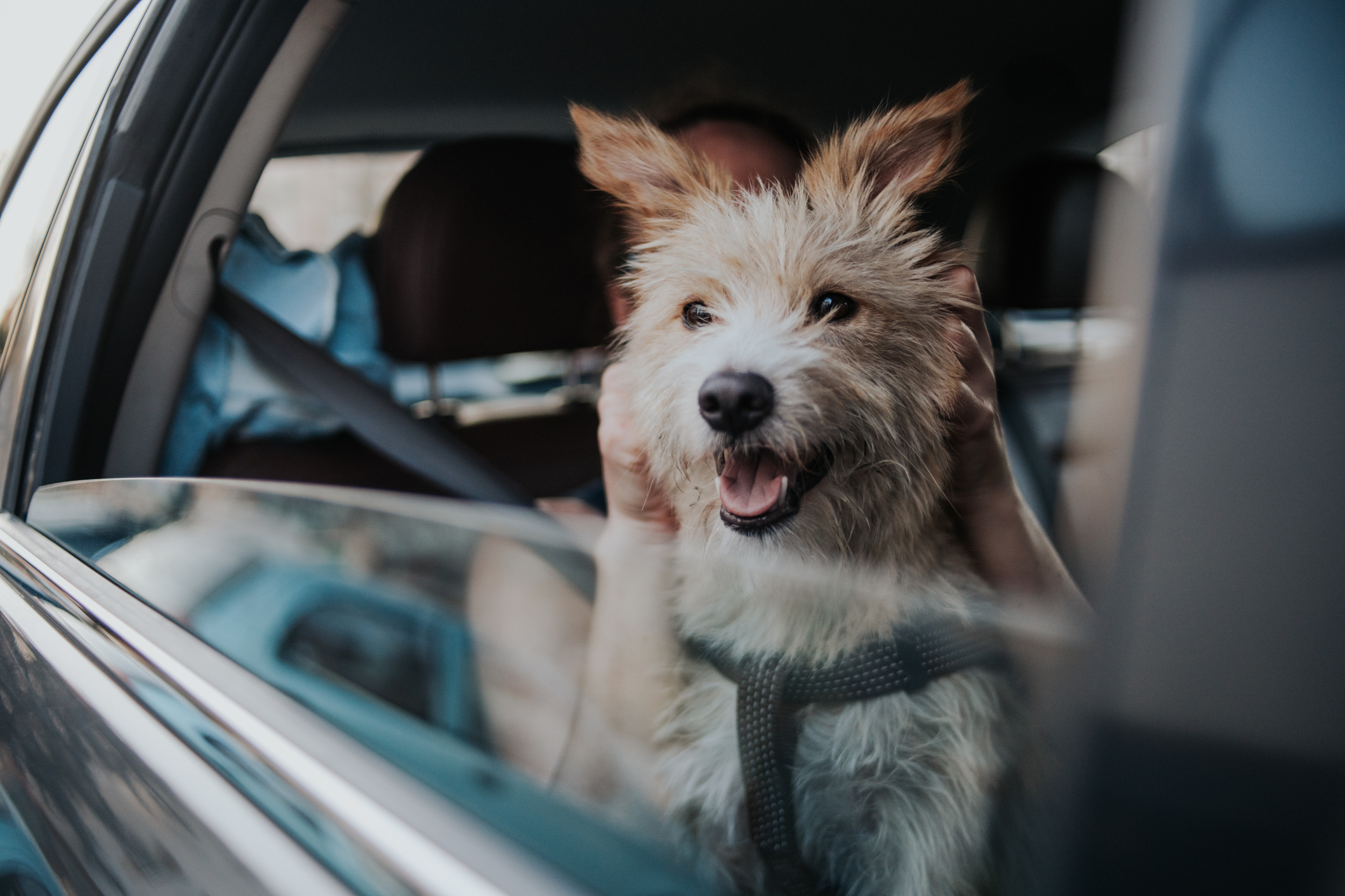 Perro coche