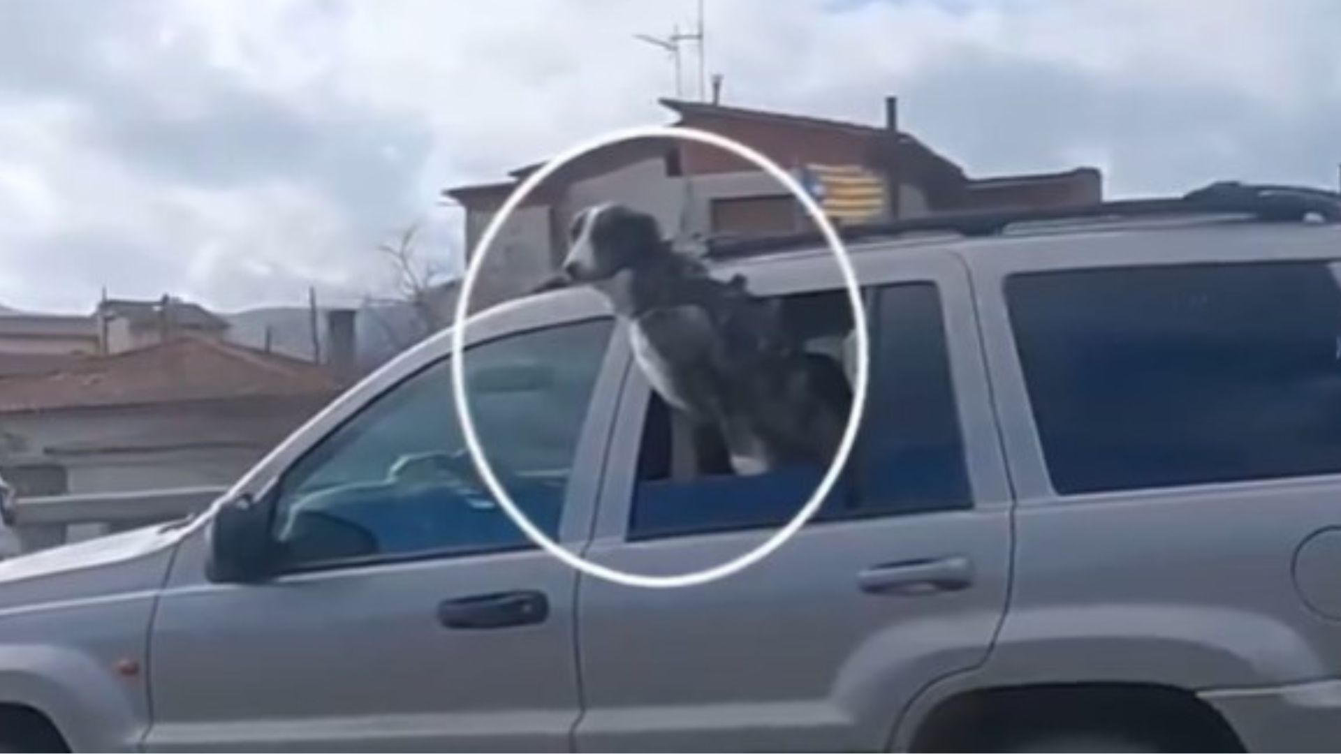 Perro ventanilla