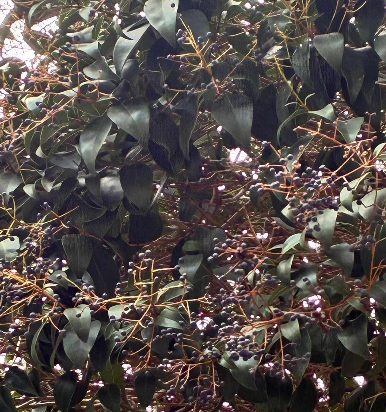 árbol con frutos en Madrid