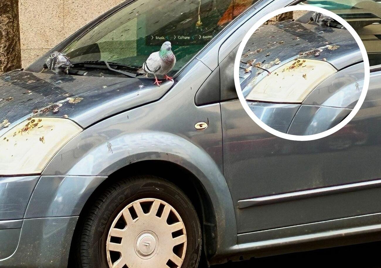 coche aparcado con palomas