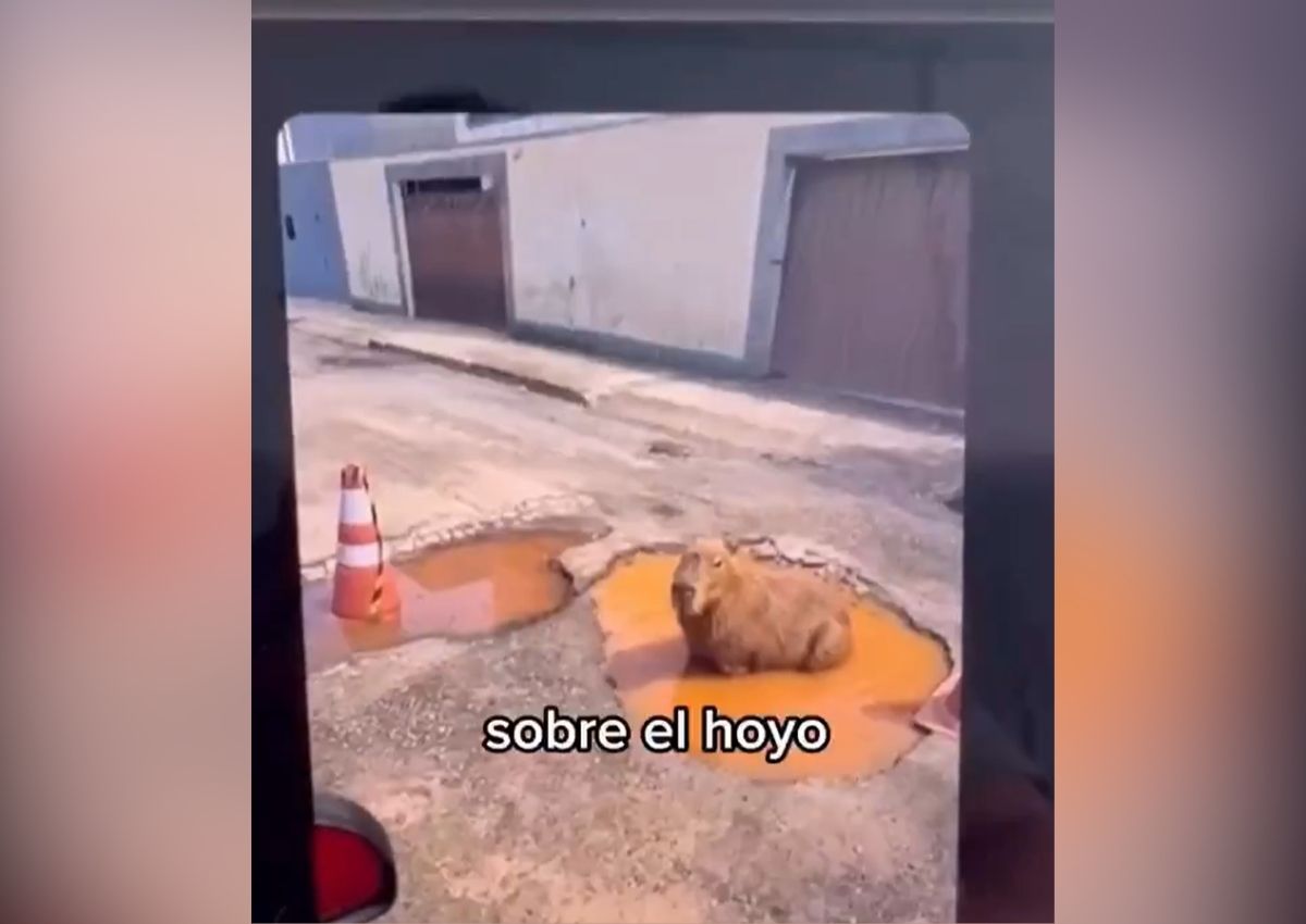 Capibara bache