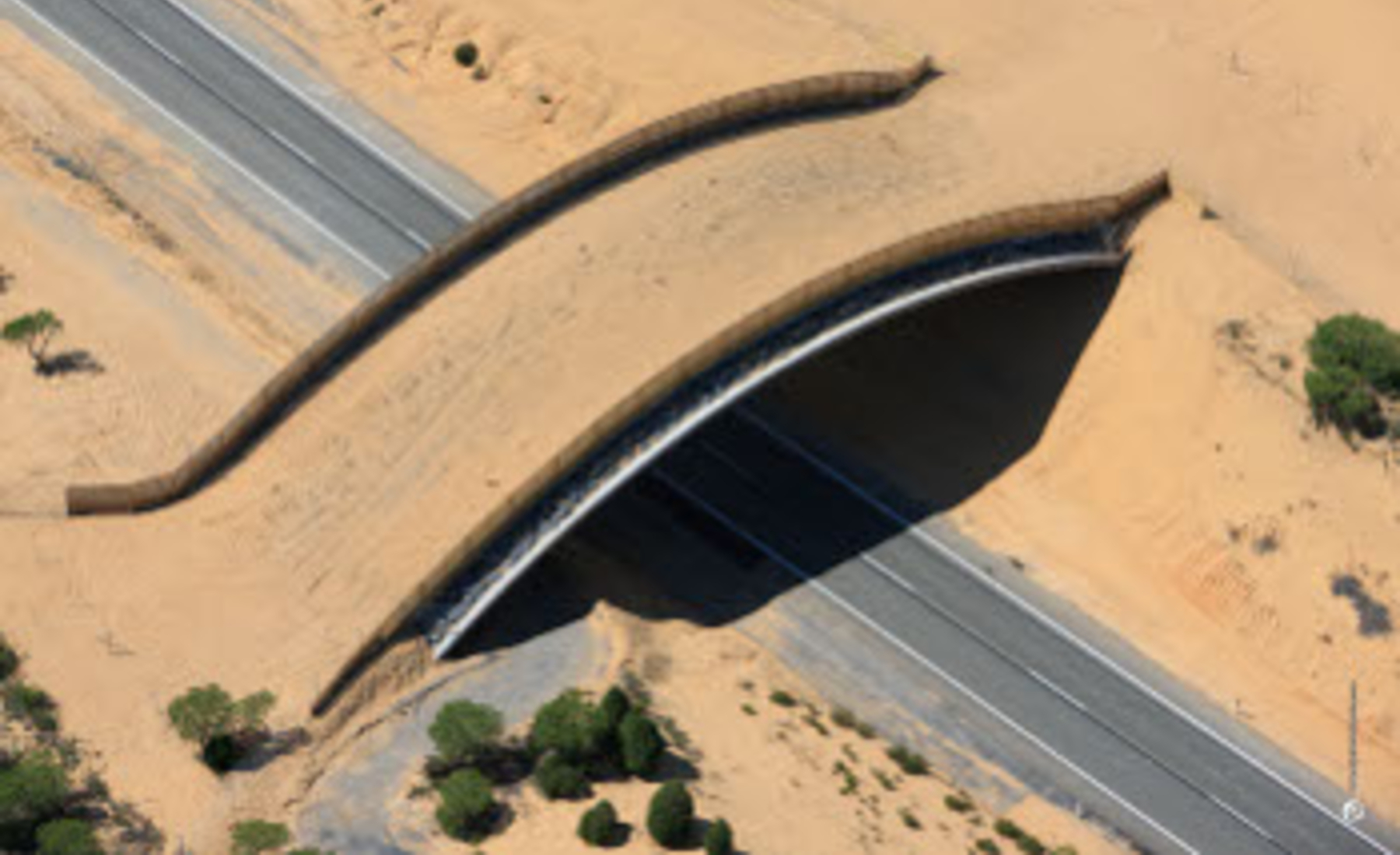 Ecoducto Doñana Lince