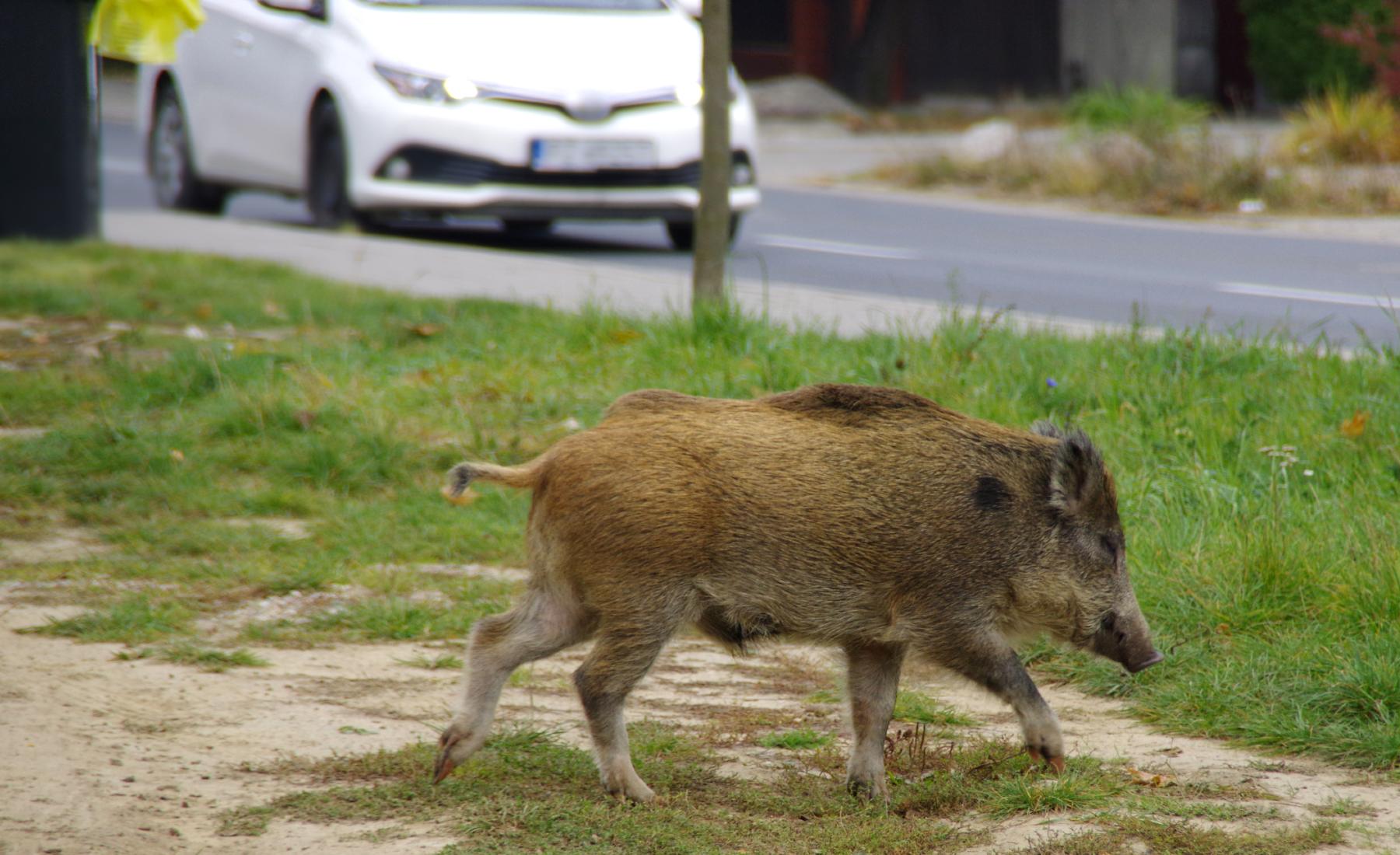 Jabalí cerca de una carretera