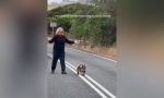 Una conductora de autobús ayuda a un koala a cruzar la carretera: ¿se puede parar el tráfico para dejar pasar a un animal?