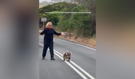 Koala cruza una carretera