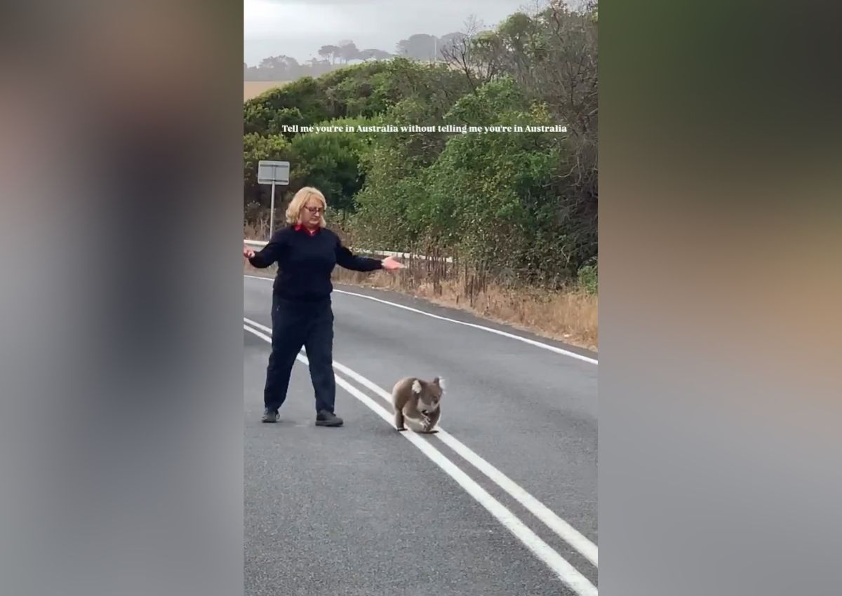 Koala cruza una carretera