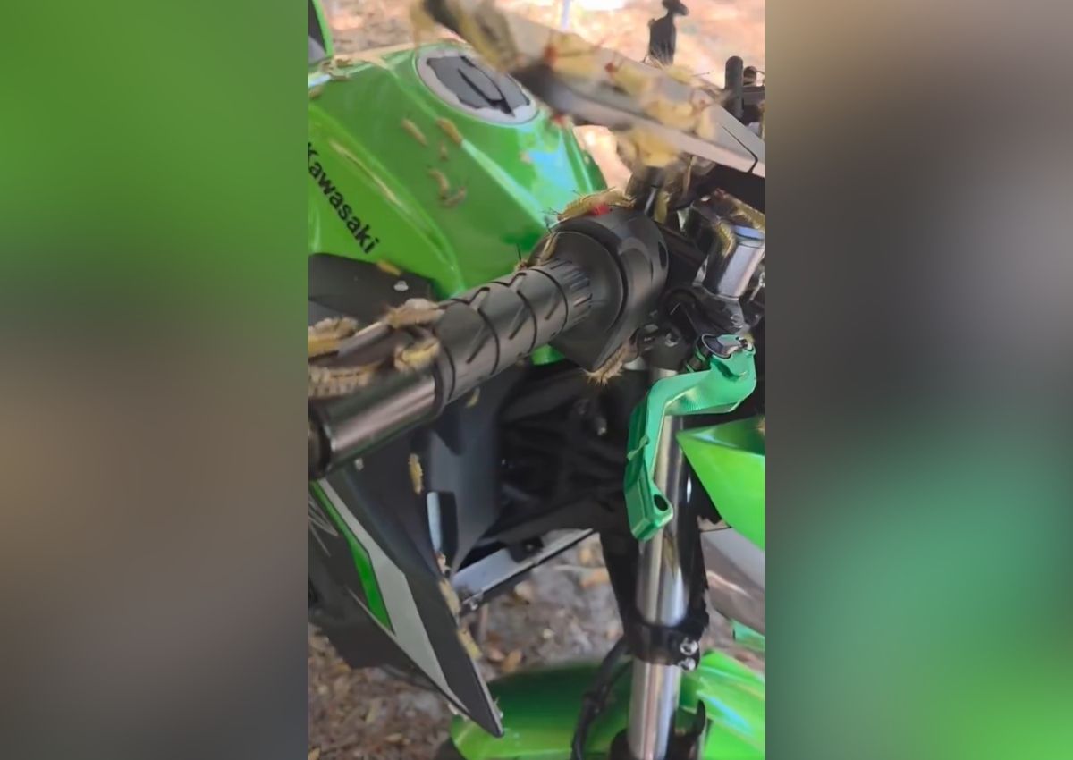 Orugas Kawasaki moto