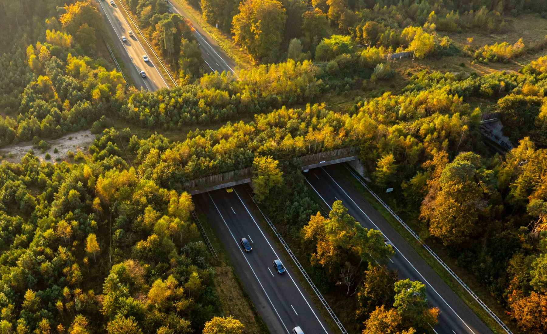 Puente de animales en Veluwe (Países Bajos)