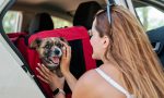 ¿Una mascota sólo puede viajar en coche si va con su dueño? La UE ha cambiado las reglas, pero no tanto