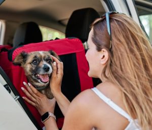 mascota coche viajar