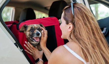 mascota coche viajar