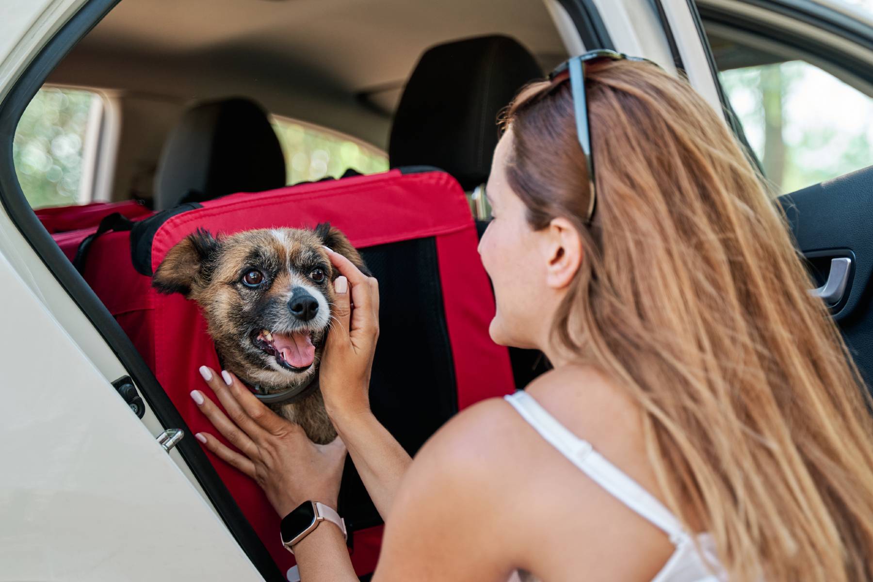 mascota coche viajar