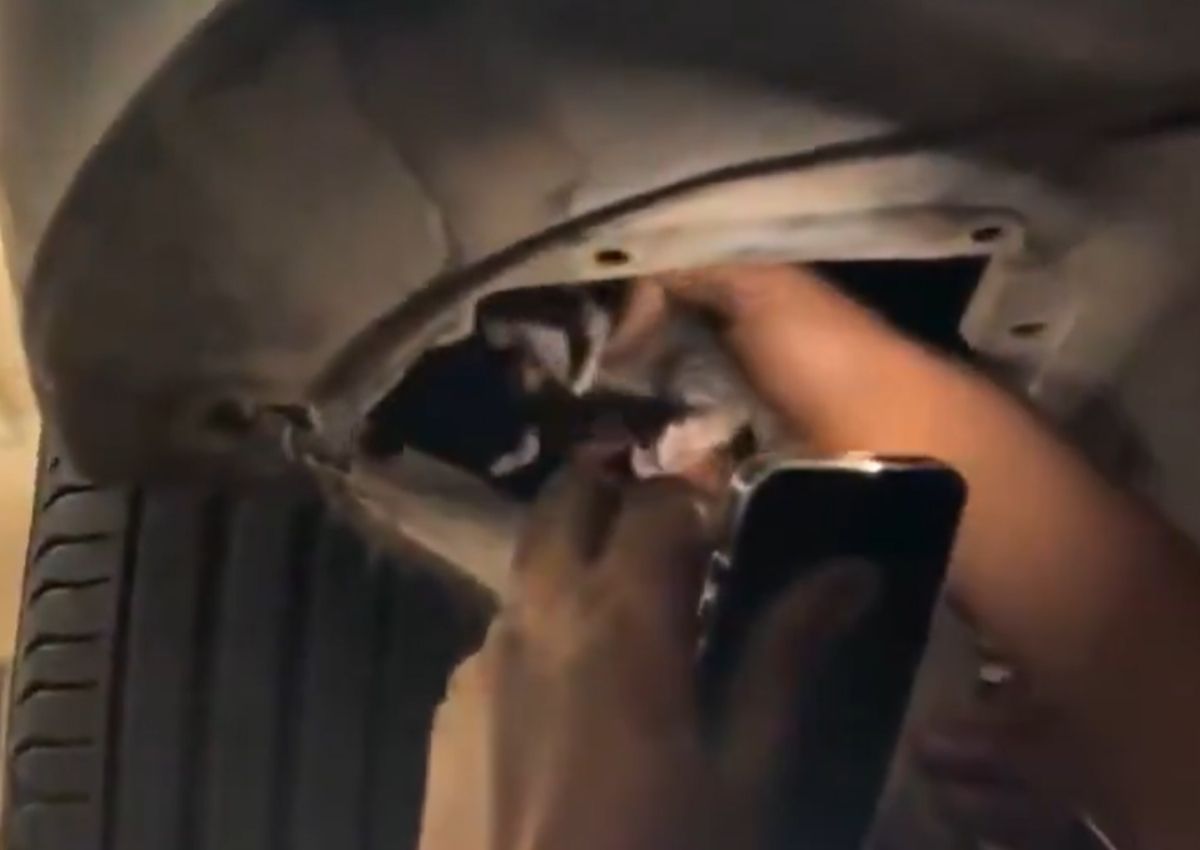Gatito coche taller
