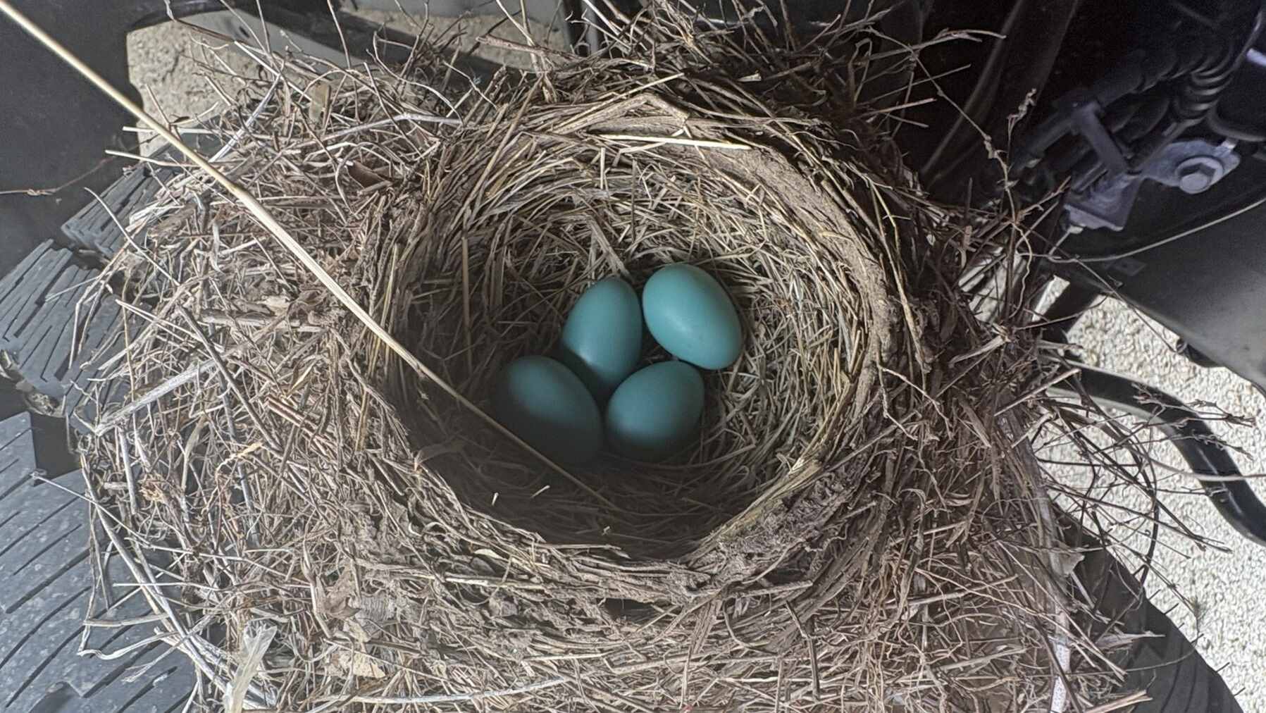 Los famosos huevos.