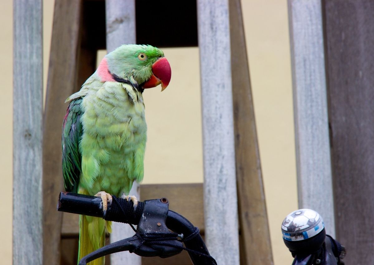 Loro posado sobre una bicicleta