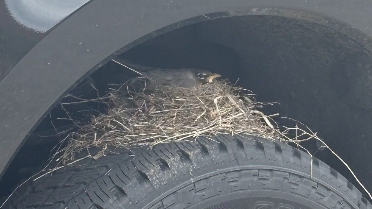 Pájaro en la rueda de una Ford.