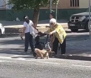 Perro paso de peatones