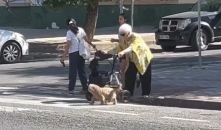 Perro paso de peatones