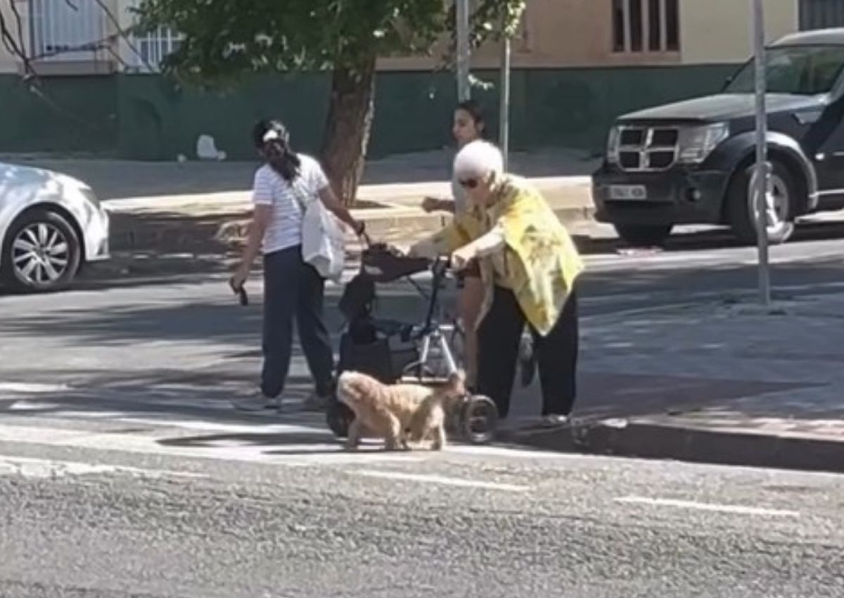Perro paso de peatones